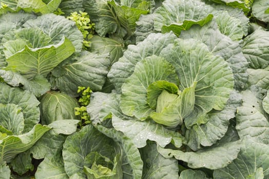 Rows of fresh cabbage plants on the field before the harvest.