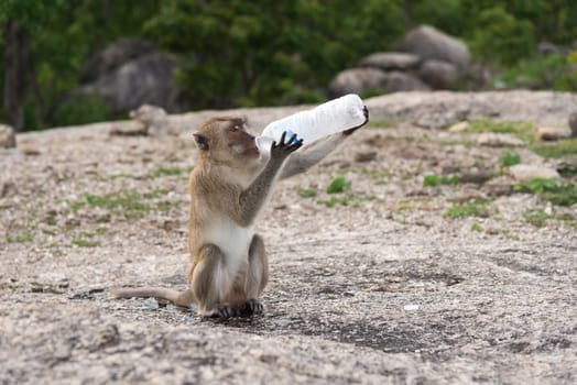 Monkey Rhesus Macaque drinking from a water bottle in Thailand Asia.