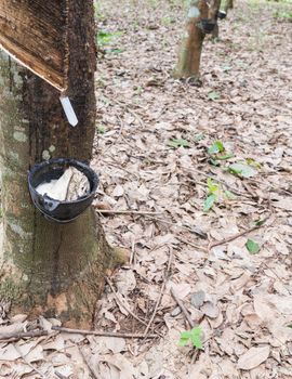 Rubber Tapping.Thailand.