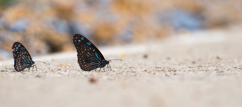 Butterfly on the road.