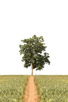 tree isolated on white background.