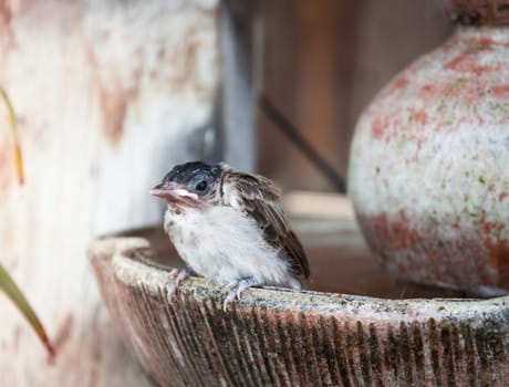 Close up of a young sparrow at fountain, stock photo