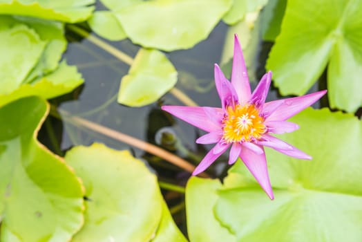 Violet lotus flower in pond.