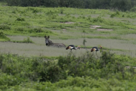 Zebra Botswana Africa savannah wild animal picture