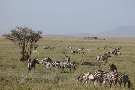 Zebra Botswana Africa savannah wild animal picture