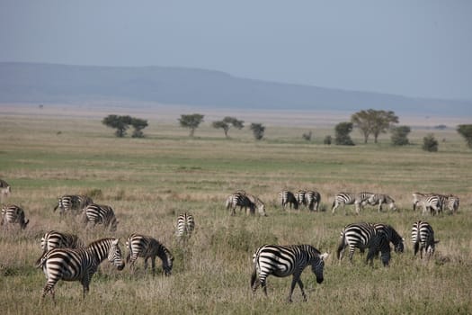 Zebra Botswana Africa savannah wild animal picture