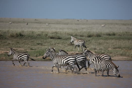 Zebra Botswana Africa savannah wild animal picture