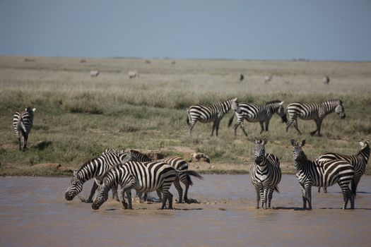 Zebra Botswana Africa savannah wild animal picture