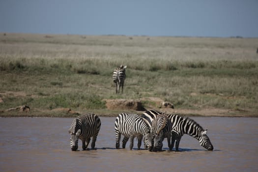 Zebra Botswana Africa savannah wild animal picture