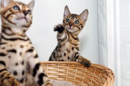 Small bengal kitten in a basket