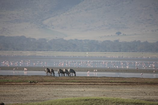 Zebra Botswana Africa savannah wild animal picture