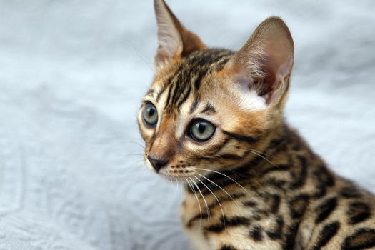 Small bengal kitten, isolated on blue backdrop.
