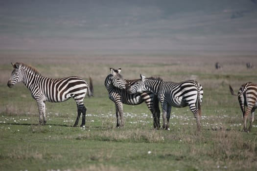 Zebra Botswana Africa savannah wild animal picture