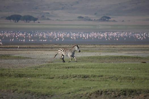 Zebra Botswana Africa savannah wild animal picture