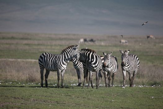 Zebra Botswana Africa savannah wild animal picture