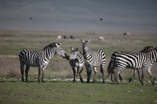 Zebra Botswana Africa savannah wild animal picture