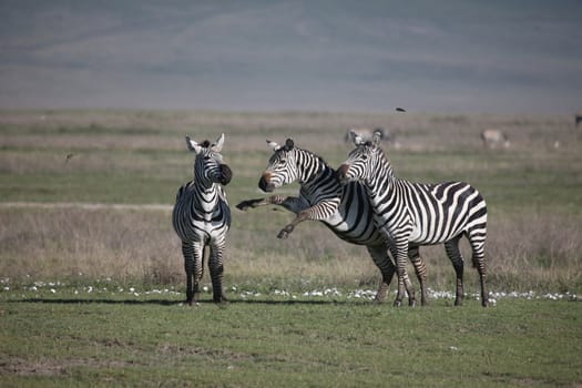 Zebra Botswana Africa savannah wild animal picture