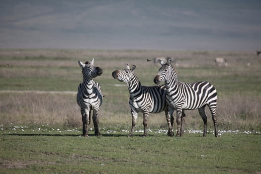 Zebra Botswana Africa savannah wild animal picture