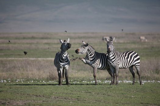 Zebra Botswana Africa savannah wild animal picture