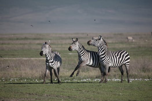 Zebra Botswana Africa savannah wild animal picture