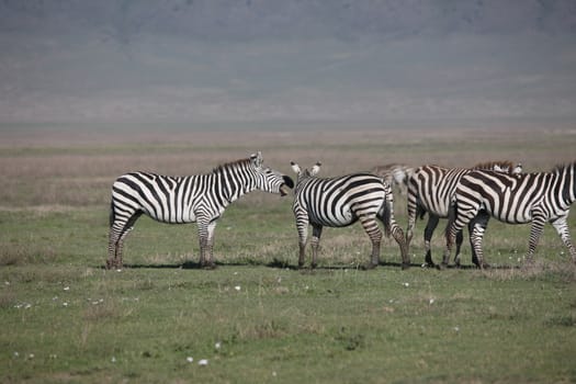 Zebra Botswana Africa savannah wild animal picture