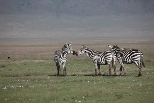 Zebra Botswana Africa savannah wild animal picture