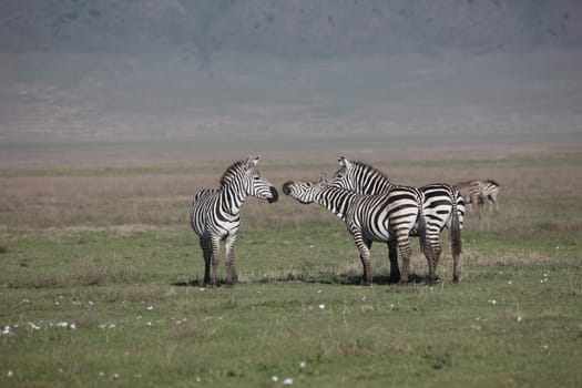 Zebra Botswana Africa savannah wild animal picture