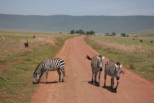 Zebra Botswana Africa savannah wild animal picture