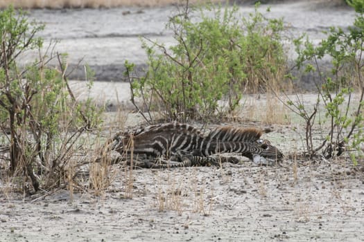 Zebra Botswana Africa savannah wild animal picture