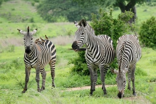 Zebra Botswana Africa savannah wild animal picture