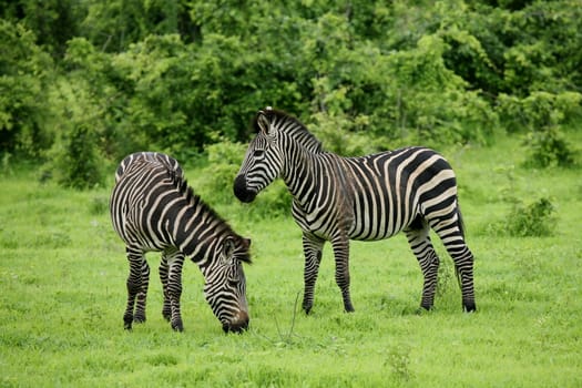 Zebra Botswana Africa savannah wild animal picture