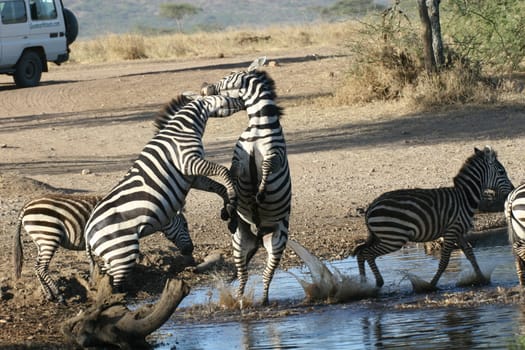 Zebra Botswana Africa savannah wild animal picture