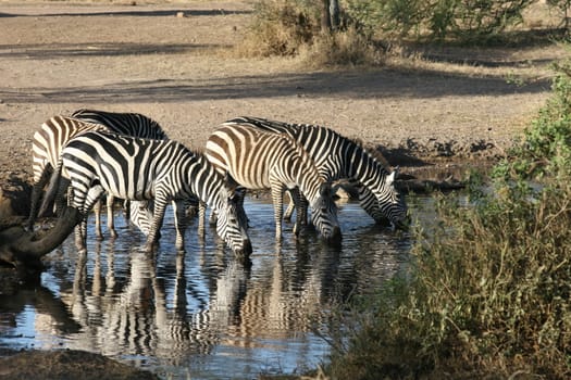 Zebra Botswana Africa savannah wild animal picture