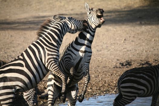 Zebra Botswana Africa savannah wild animal picture