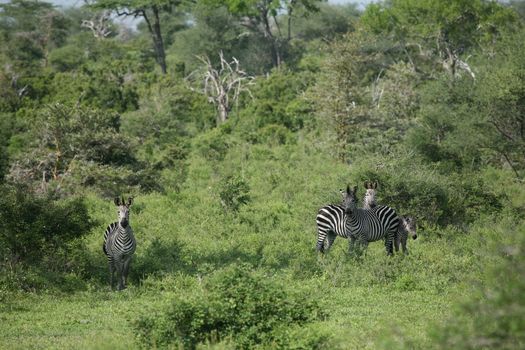 Zebra Botswana Africa savannah wild animal picture