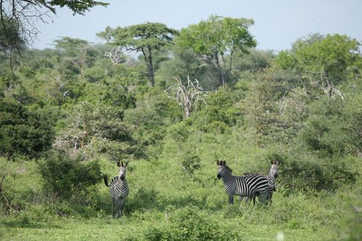 Zebra Botswana Africa savannah wild animal picture