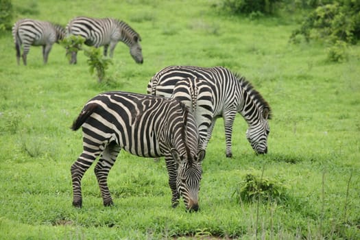 Zebra Botswana Africa savannah wild animal picture