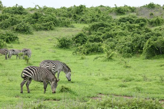 Zebra Botswana Africa savannah wild animal picture