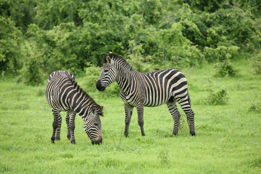 Zebra Botswana Africa savannah wild animal picture