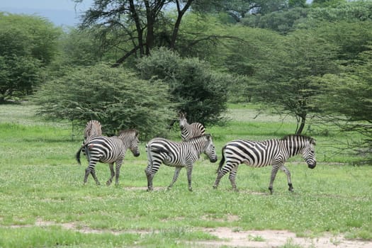 Zebra Botswana Africa savannah wild animal picture