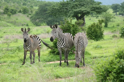 Zebra Botswana Africa savannah wild animal picture