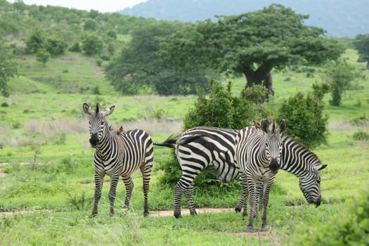 Zebra Botswana Africa savannah wild animal picture