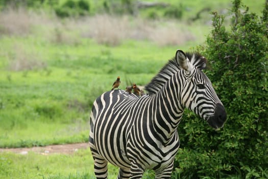 Zebra Botswana Africa savannah wild animal picture