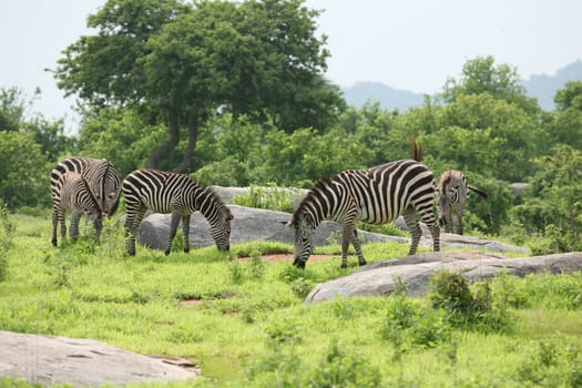 Zebra Botswana Africa savannah wild animal picture