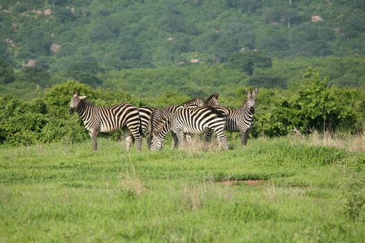 Zebra Botswana Africa savannah wild animal picture