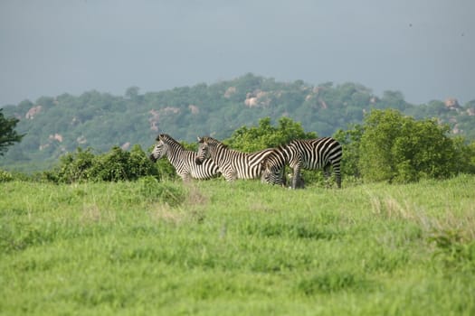 Zebra Botswana Africa savannah wild animal picture