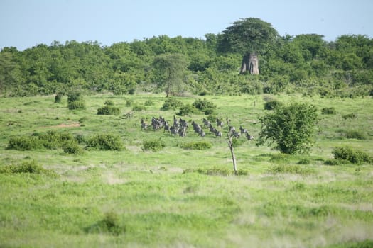 Zebra Botswana Africa savannah wild animal picture