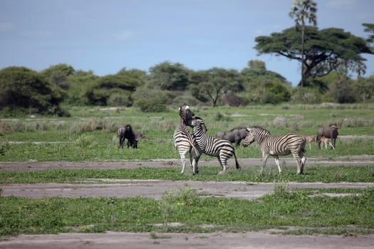 Zebra Botswana Africa savannah wild animal picture