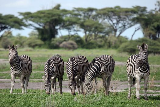 Zebra Botswana Africa savannah wild animal picture