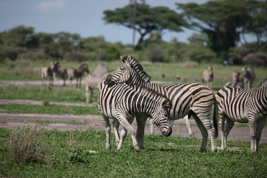 Zebra Botswana Africa savannah wild animal picture